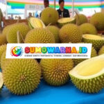 Festival Durian Medan 2024: Surga bagi Pecinta Durian dari Berbagai Penjuru